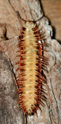  Ymbomonas!  A Rare Millipede with Legs that Seemingly Stretch Forever