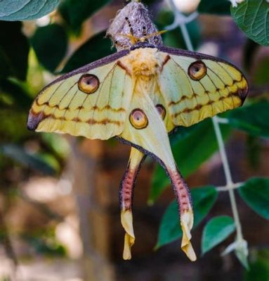  Zebra Caterpillar: Khám phá cuộc sống đầy màu sắc của một loài sâu bướm kỳ lạ!