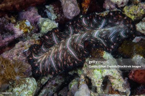  Zootocampa: A Tiny Flatworm That Swims With Cilia And Feasts On Other Creatures!