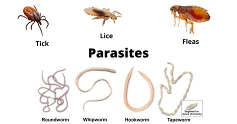  Zygophylloides Excertus: A Tiny Parasite Living a Life of Deception!