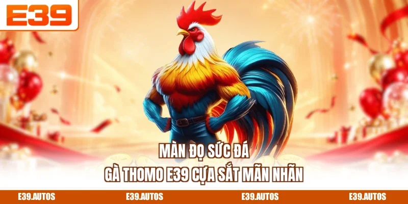 Màn đọ sức đá gà thomo E39 cựa sắt mãn nhãn